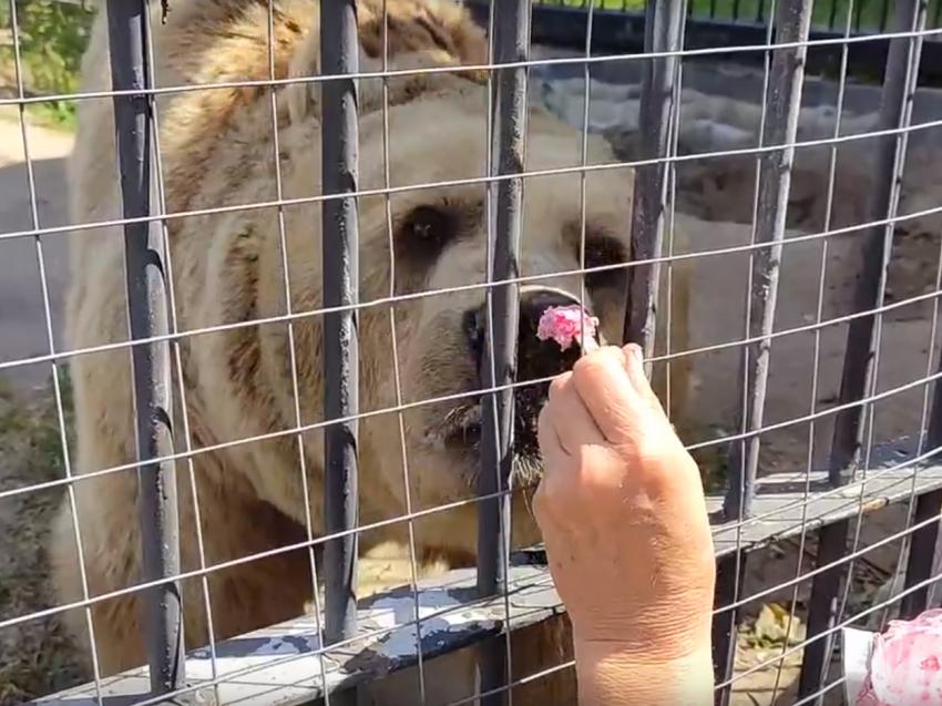 Как пожилой медведь ест мороженое с ложечки, показали в Воронежском зоопарке