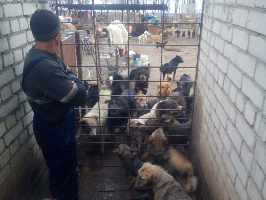 Владелец приюта «Дора» Юрий Шамарин: Я хотел выпустить собак, чтобы привлечь внимание мэра и губернатора к проблеме бездомных животных