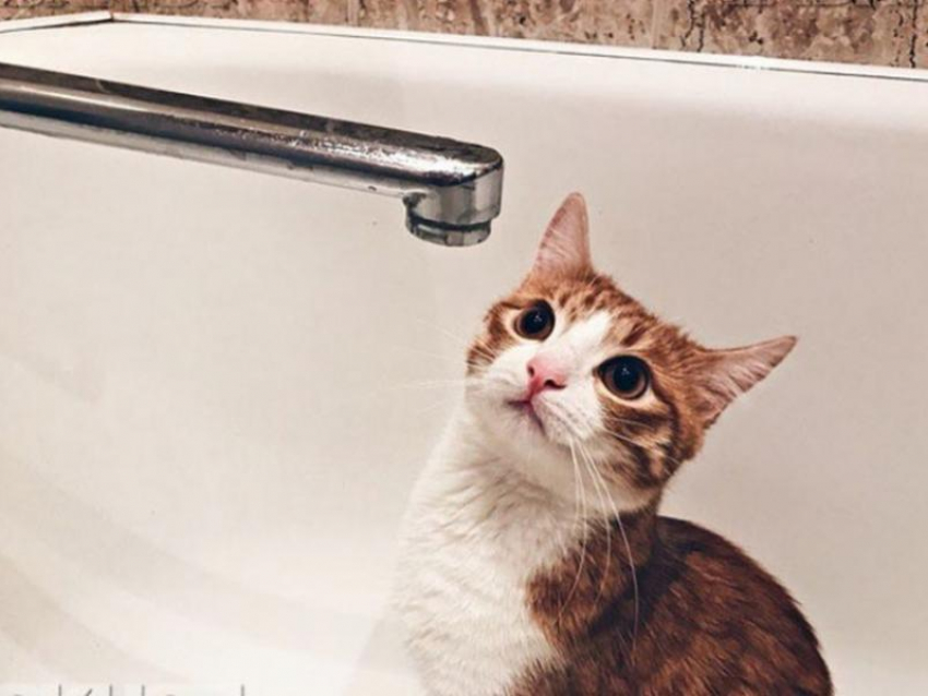 Три дня без горячей воды: жители воронежской многоэтажки бьют тревогу из-за коммунального коллапса