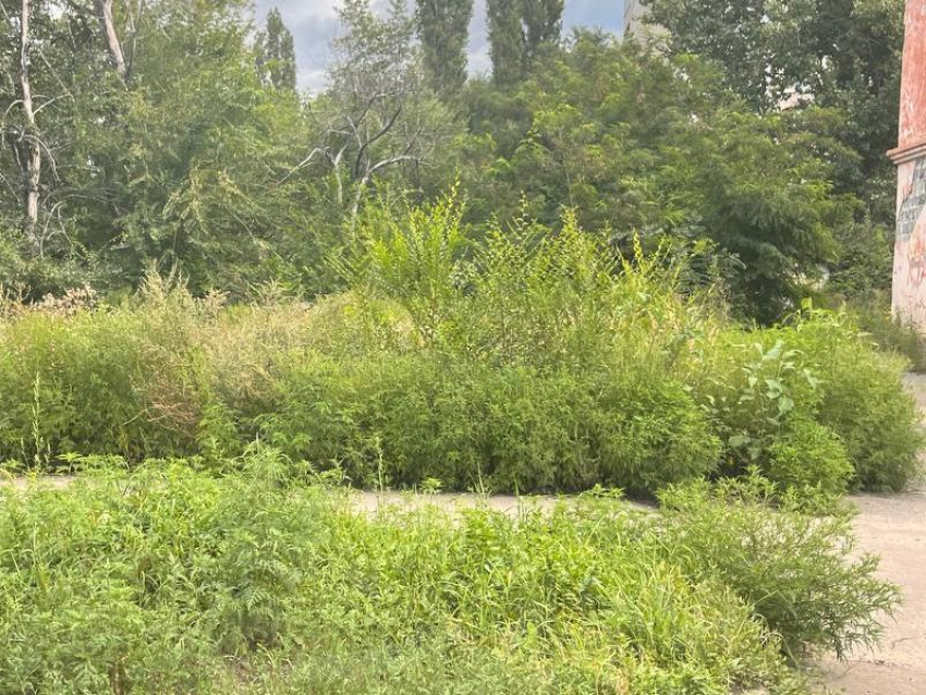 "Это борщевик?": воронежцы забили тревогу из-за жутких зарослей