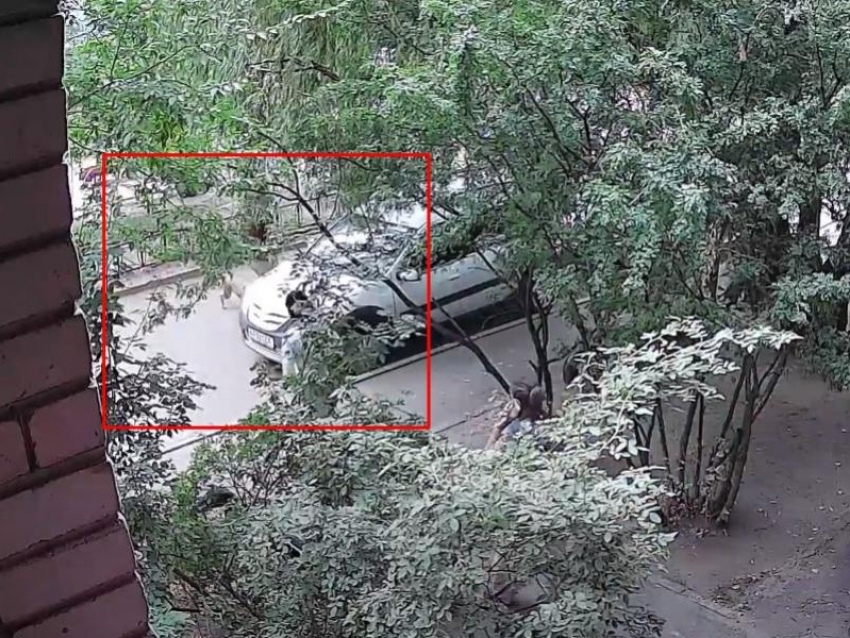 Нападение собаки на прохожего сняла камера в Воронеже