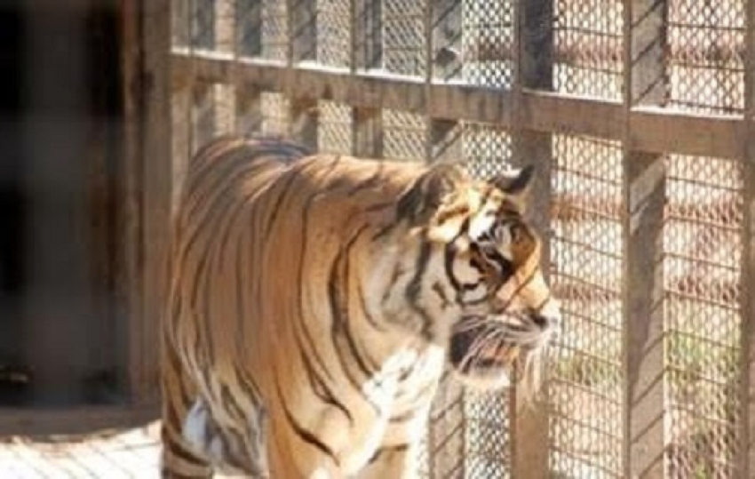 Областной департамент природных ресурсов и экологии предлагает воронежцам выбрать имя амурскому тигру