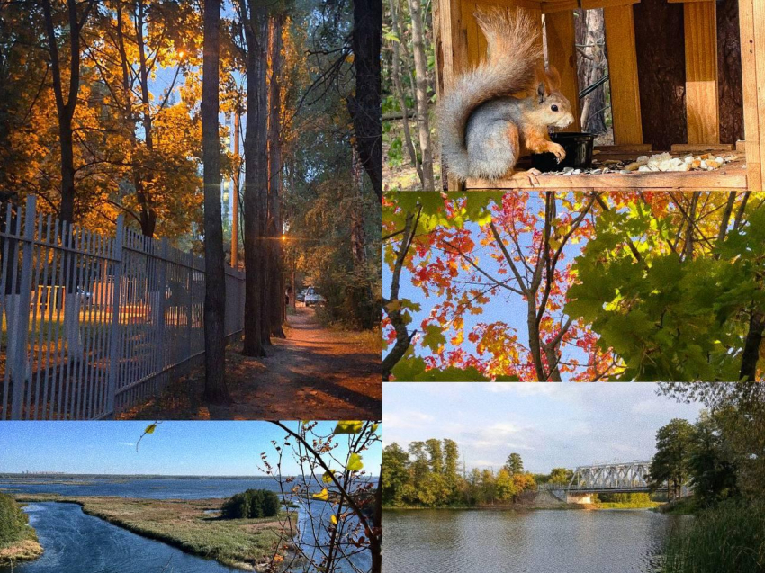 Осень в каждом кадре: подборка снимков от воронежцев