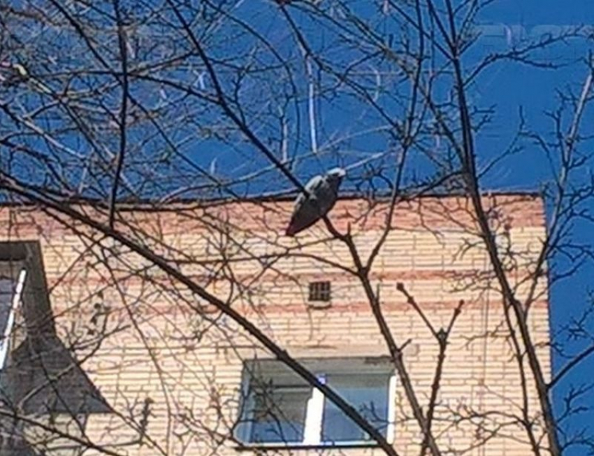 Воронежцы помогли вернуть блудного попугая жако