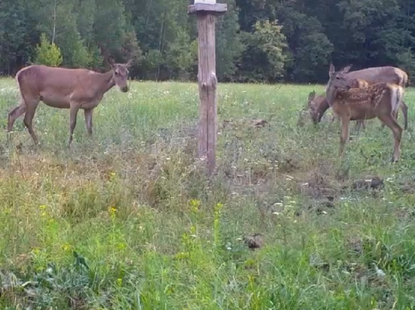 Прогулку оленят с мамами сняли на видео в Воронежском заповеднике