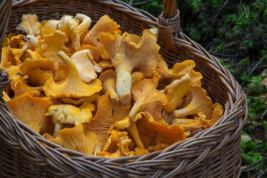 В Воронежской области дети и взрослые отравились грибами