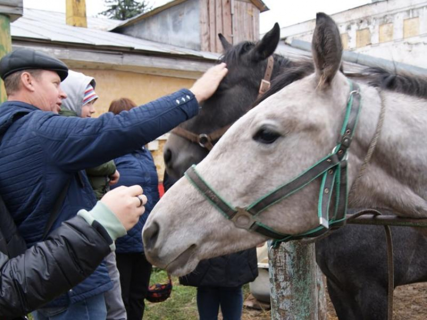 Многодетная семья познакомилась с лошадками в Воронежской области