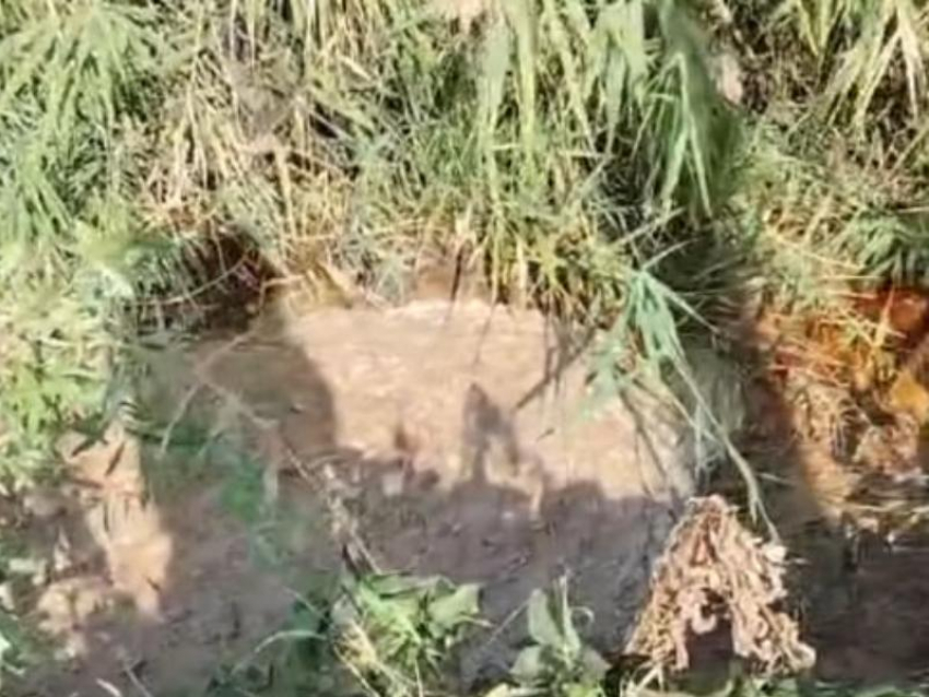 Подсолнечное масло стало причиной волнений у жителей воронежского поселка