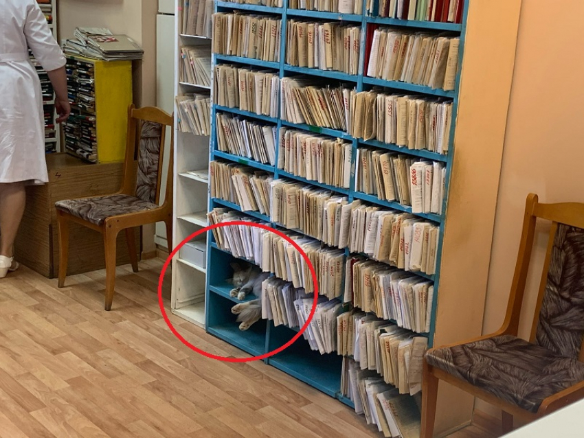 «Пушистую докторшу» застали в умилительной позе среди карточек пациентов в Воронеже
