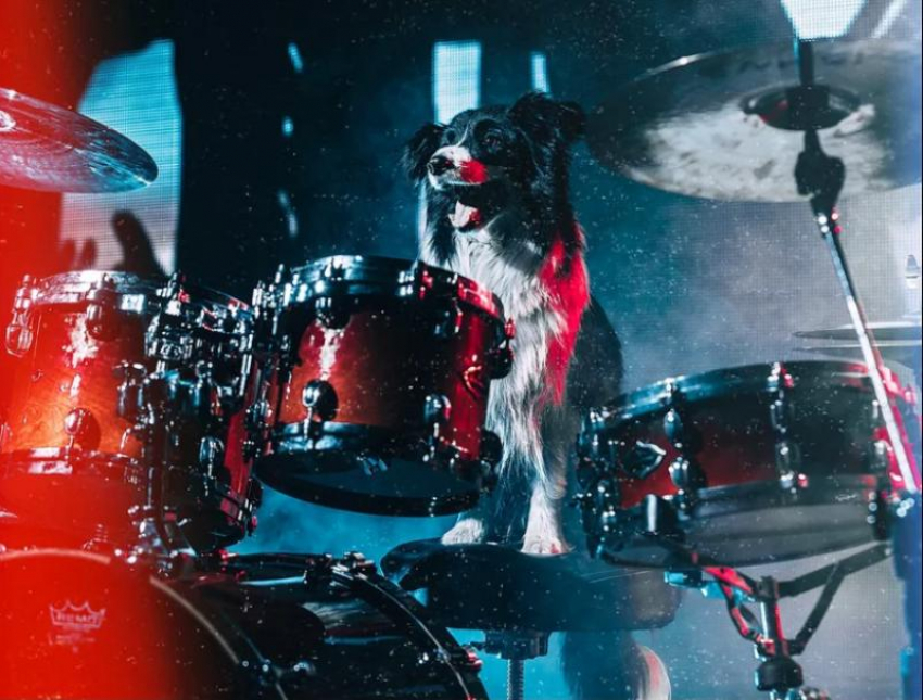 Собачья Metallica: четвероногие рок-звезды зажигают в Воронеже