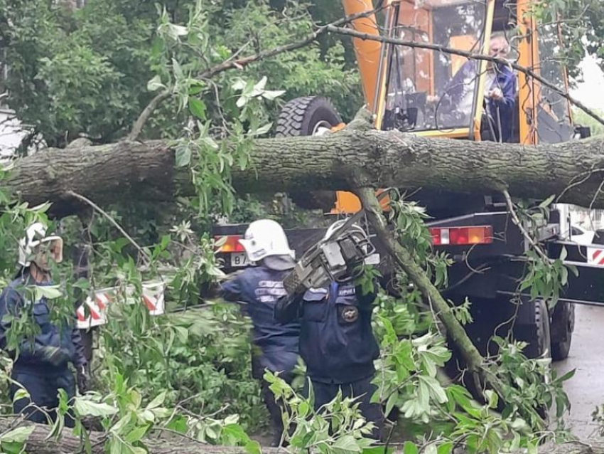 Дерево рухнуло на припаркованную машину в Воронеже