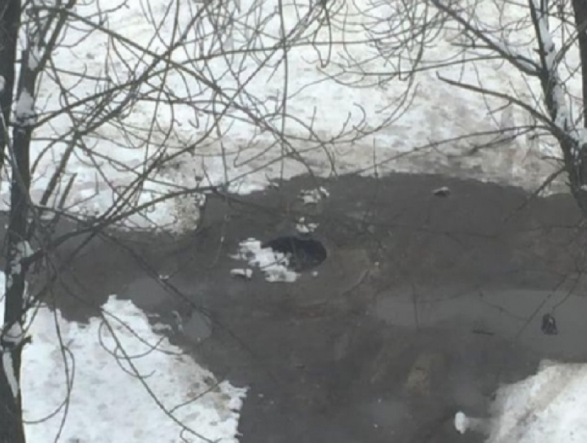 Воронежцев предупредили об опасном люке на Ленинском проспекте