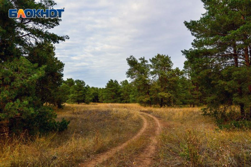 Запрет на посещение лесов продлили до середины августа в Воронежской области