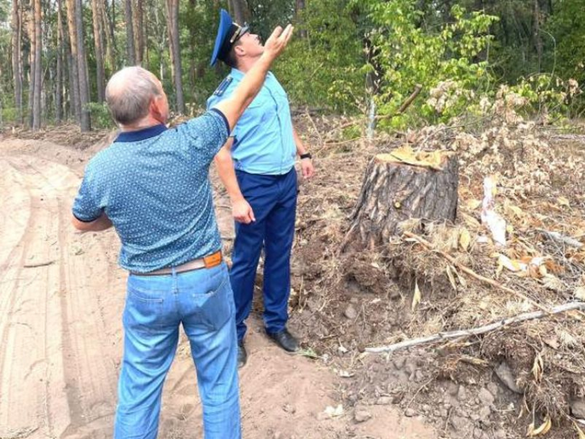 Вырубкой сосен в Нагорной дубраве заинтересовалась прокуратура в Воронеже