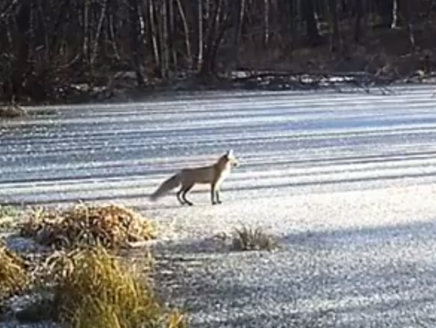 Лисью беготню по заснеженному льду показал воронежский зоолог