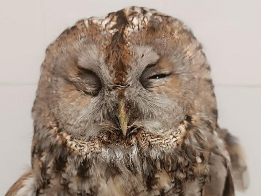 Израненную сову спасли волонтеры в Воронежской области