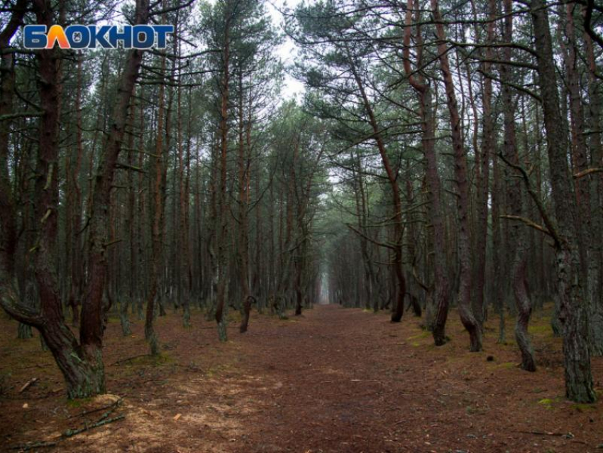 Пропавшего в ноябре мужчину нашли мертвым в воронежском лесу