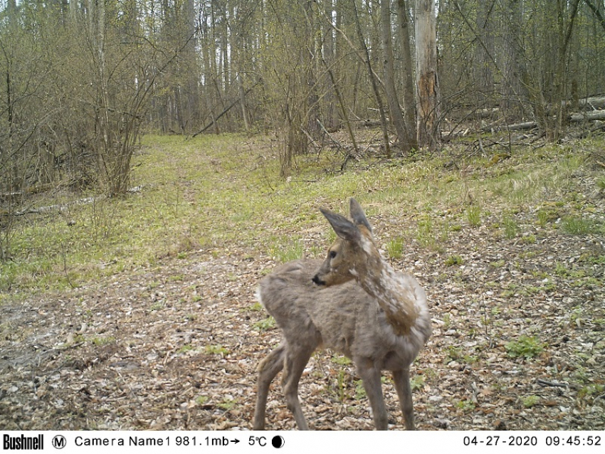 Косулю на последних стадиях линьки сняли в воронежском заповеднике
