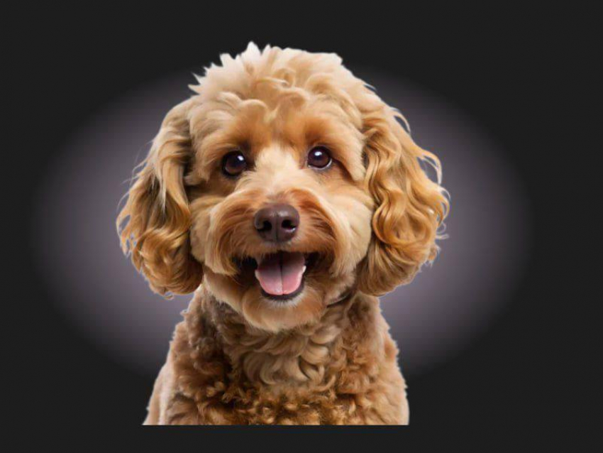 СКИДКА 30% на все услуги + ванночка NANOBUBBLES для вашего питомца в SPA&Groomer «Собачье дело» при первом посещении!