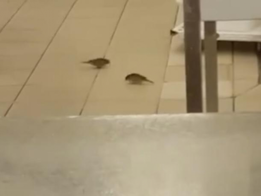 Нашествие птиц сняли на кухне супермаркета в Воронеже