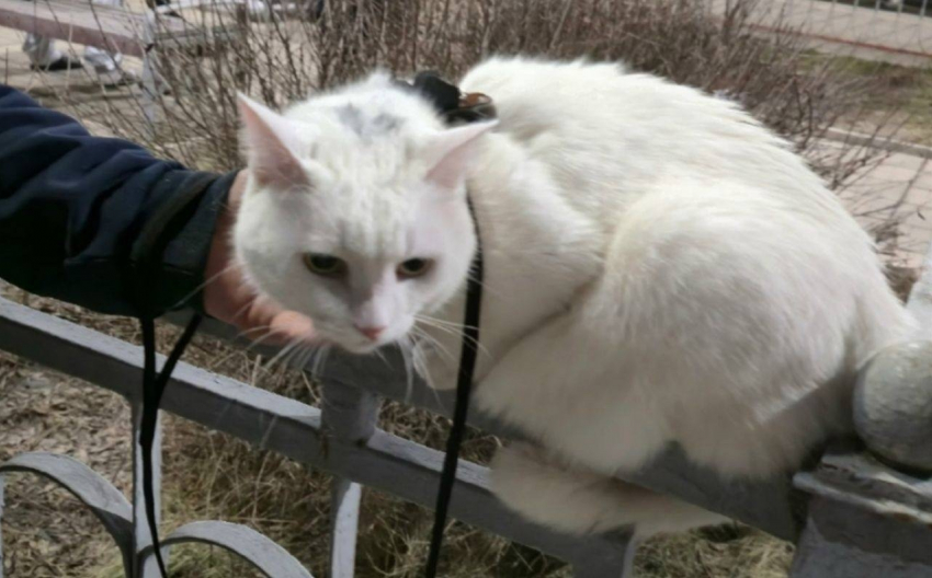 Сбежавшего с поезда котика нашли в Воронежской области