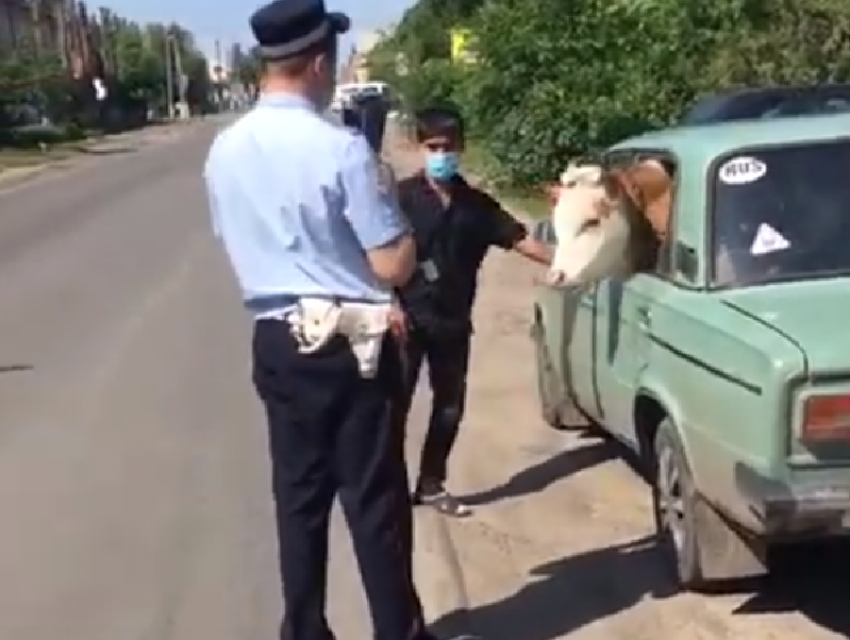 Бык на пассажирском сиденье стал причиной комичного диалога с воронежской полицией