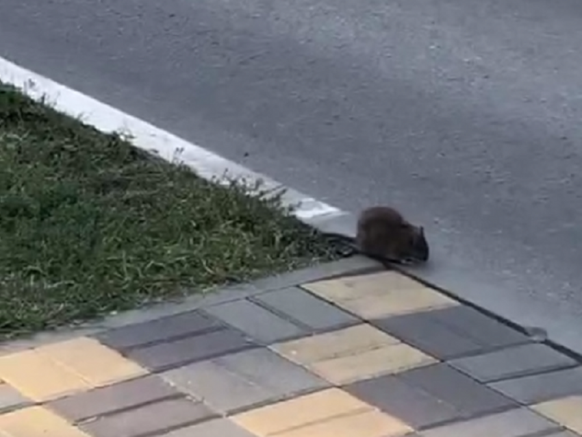Застенчивая пухлая крыса растерялась и не смогла перейти дорогу в Воронеже 