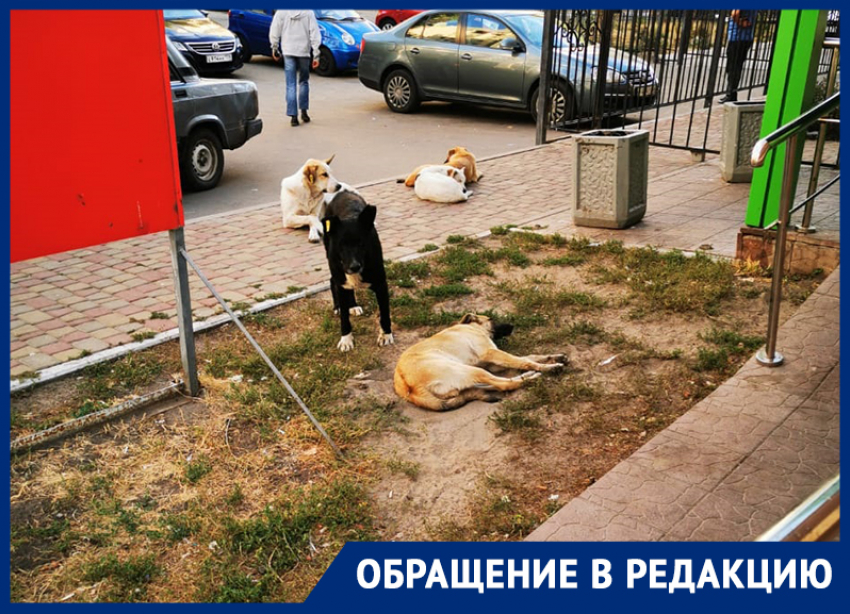 Собачье царство в мусорном сквере держит в страхе жителей Воронежа 