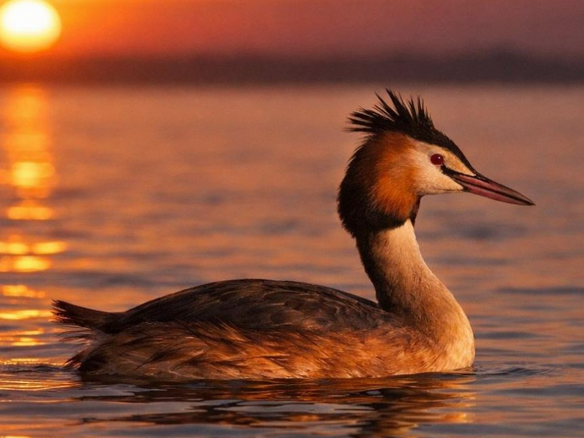 В Воронежском заповеднике показали птицу года 2026