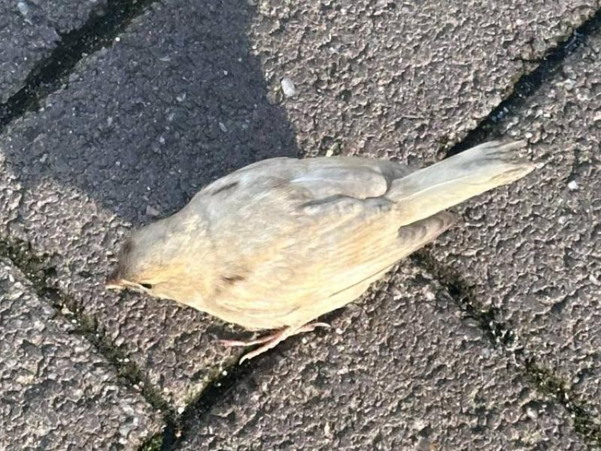 Очень редкого воробья заметили в Воронеже