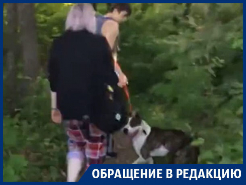 Бойцовская собака изуродовала щенка самоеда в Воронеже