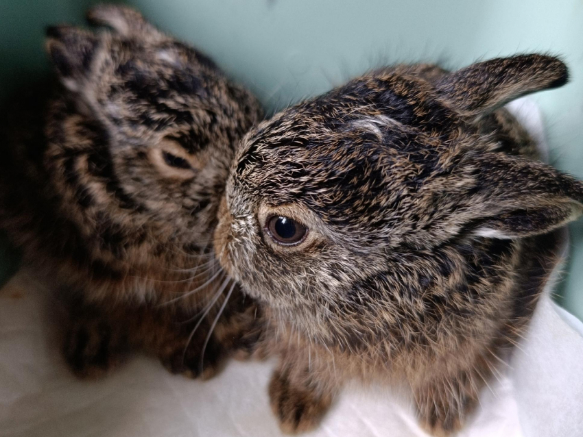 Пасхальных зайчиков нашли в воронежском парке «Танаис»