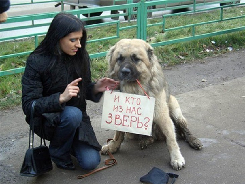 В Воронеже проблему жестокого обращения с животными проиллюстрируют фотографиями