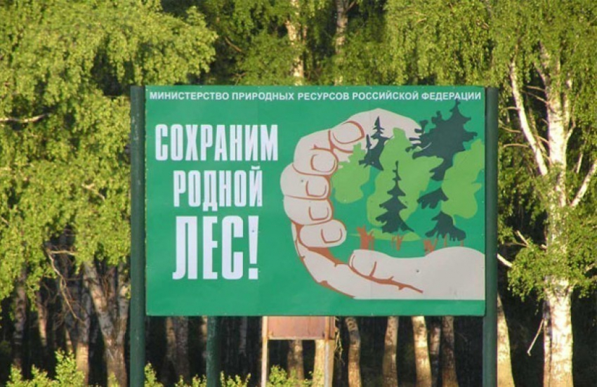 В Воронежской области местные жители убрали от мусора более 350 гектаров леса