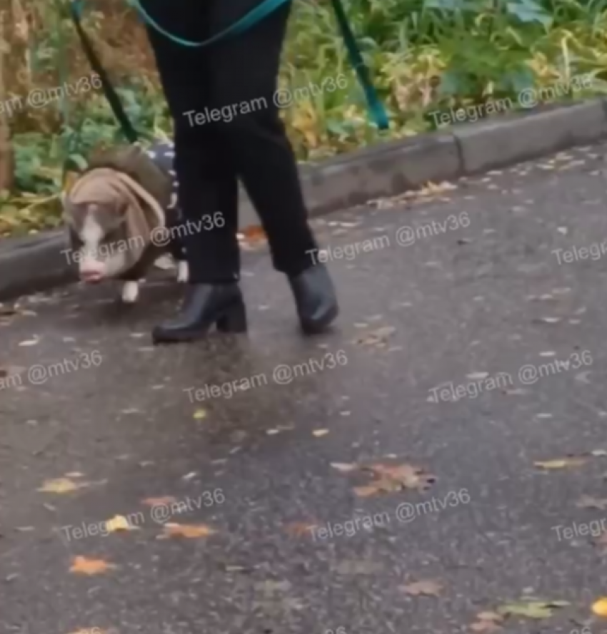 Прогулка с мини-пигом на поводке поразила воронежцев