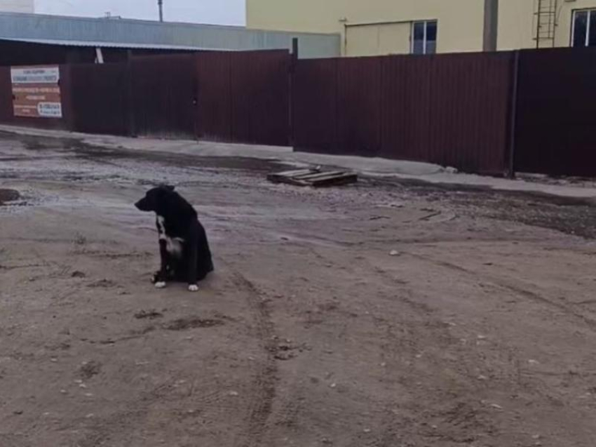 Реки из нечистот, громкий лай и собаки без бирок: воронежцы попали в громкую и очень влажную ловушку