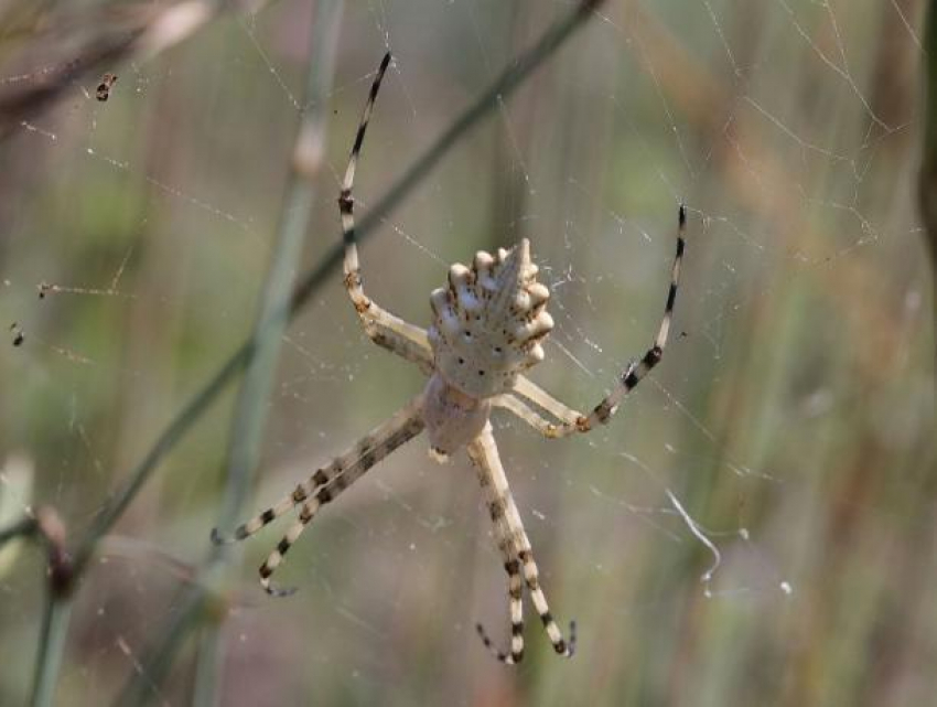 В Воронежском заповеднике обнаружили редкого паука, похожего на овощ