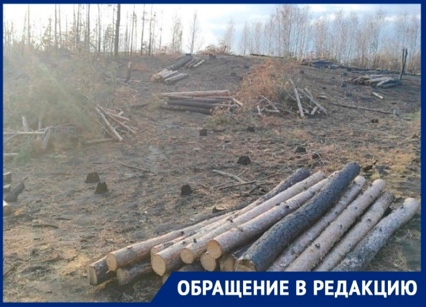 Массовую вырубку леса с 11 кострами вскрыли под Воронежем 