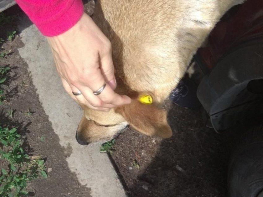 Воронежцев предупредили о бездомных собаках с желтыми бирками на ушах