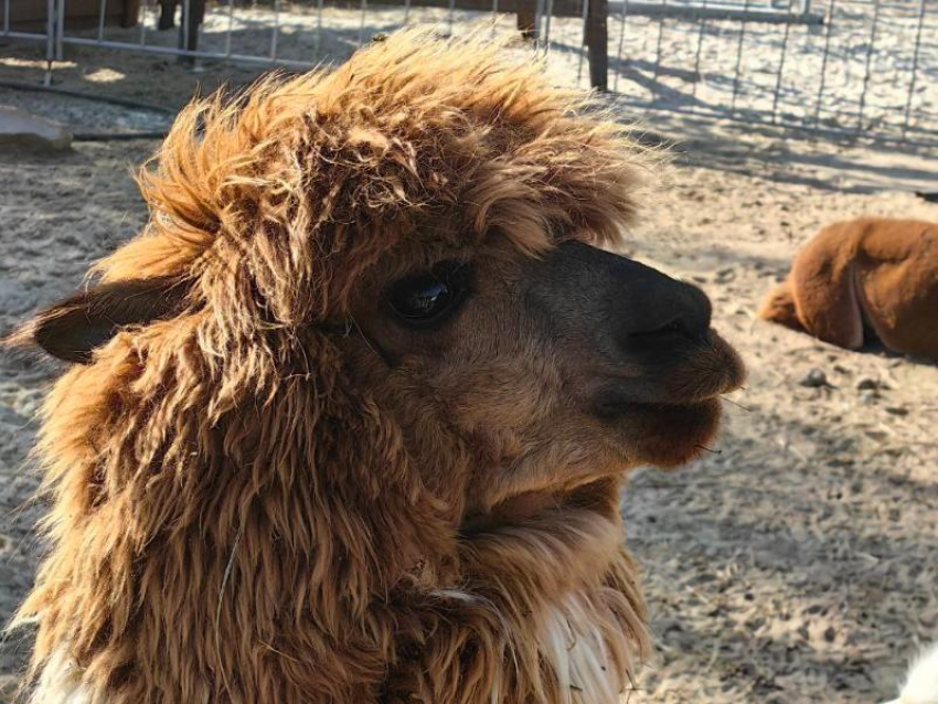 «Мы пришли не отжимать землю»: воронежский бизнесмен схлестнулся с «Плохой куряночкой» 