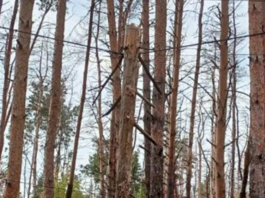 Бревно зависло на электропроводах в Северном лесу Воронежа