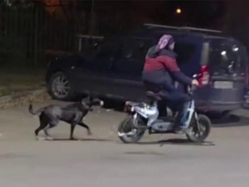 Двухколесный гонщик протащил собаку по дороге и попал на видео в Воронеже