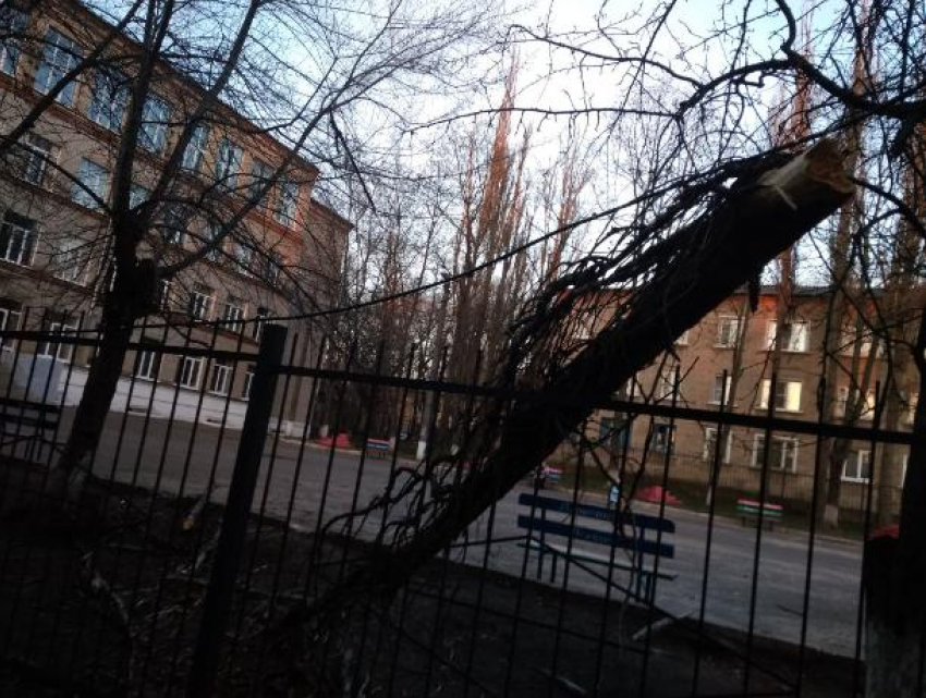 Дерево с проводами рухнуло на территорию школы в Воронеже
