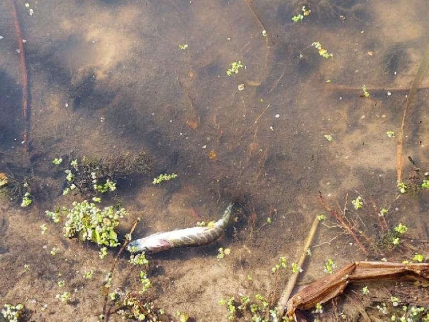 “Вода цвета молока и воняет”: воронежцы вновь сняли на видео мертвую рыбу 