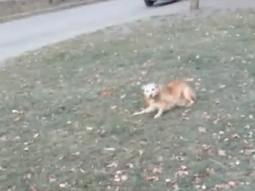 Забавный отрыв пса на траве сняли в воронежском сквере