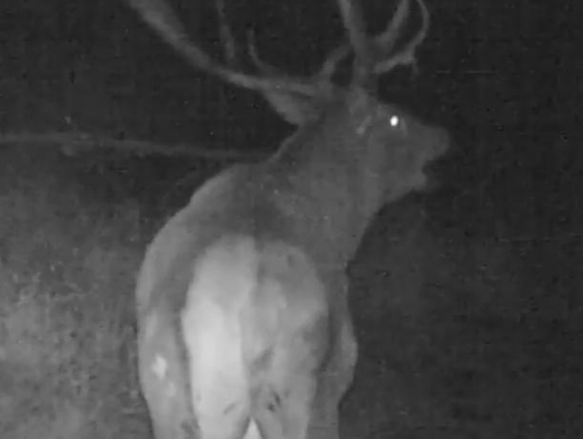 На видео попал раскатистый рев благородного оленя в Воронежском заповеднике