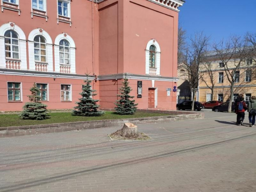 Ну вот и все: возле Дома офицеров в Воронеже спилили последнее дерево 
