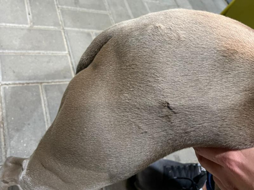 Бродячие псы прокусили ногу домашней собаке в воронежском микрорайоне 
