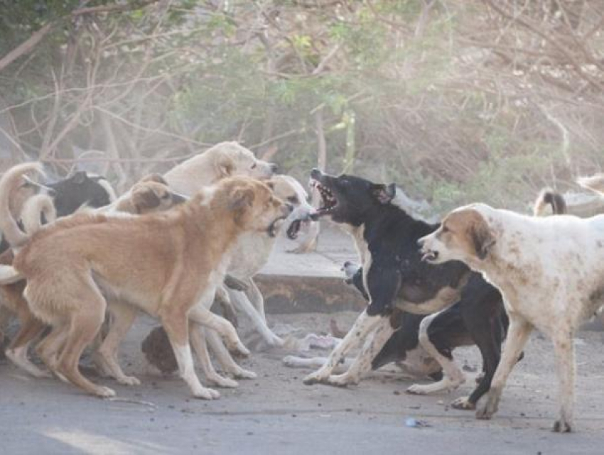 Пострадавшая от стаи собак воронежанка испугалась зоозащитников