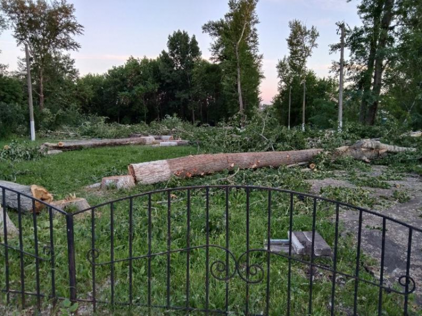 Воронежцы обеспокоены «варварской» вырубкой деревьев в парке 